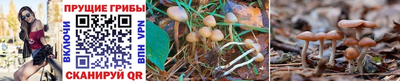 наркотики  Бор  Галлюциногенные грибы MAGIC MUSHROOMS 